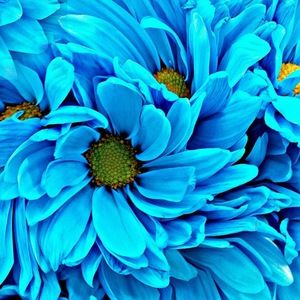 Meet your Posher, Theodora